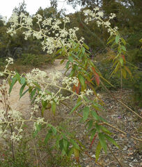 Astrotricha floccosa