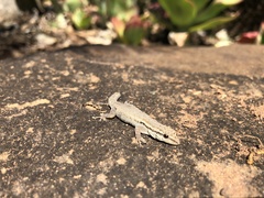 Lygodactylus capensis