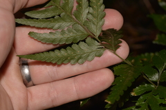 Davallia solida pyxidata