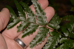 Davallia solida pyxidata