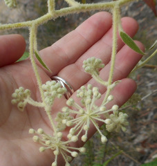 Astrotricha floccosa