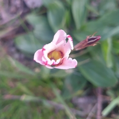 Sparaxis grandiflora