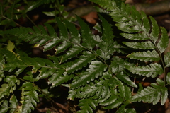 Davallia solida pyxidata