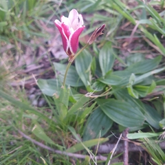 Sparaxis grandiflora