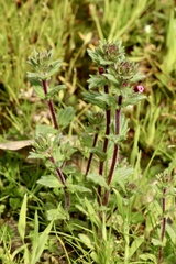 Parentucellia latifolia