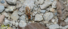 Dryomyzidae