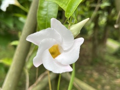 Mandevilla sanderi