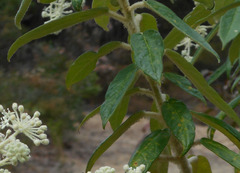 Astrotricha floccosa