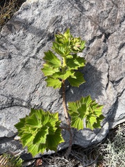 Pelargonium cucullatum