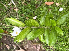 Mandevilla sanderi