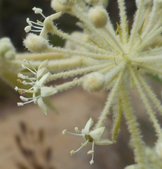 Astrotricha floccosa