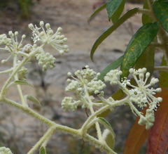 Astrotricha floccosa