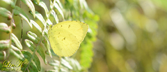 Eurema mandarina