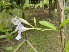 Mandevilla sanderi