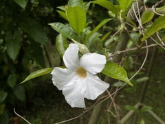 Mandevilla sanderi