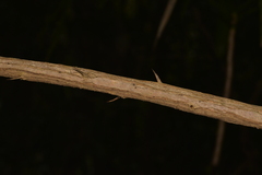 Maclura cochinchinensis