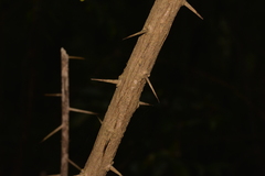 Maclura cochinchinensis