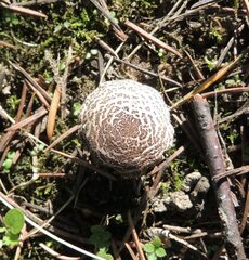 Lepiota brunneoincarnata