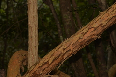Maclura cochinchinensis
