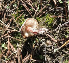Lepiota brunneoincarnata