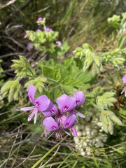 Pelargonium vitifolium