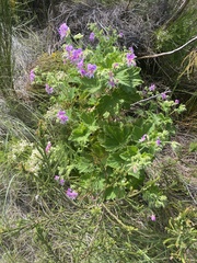 Pelargonium vitifolium