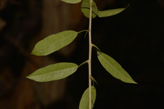 Maclura cochinchinensis