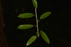 Maclura cochinchinensis