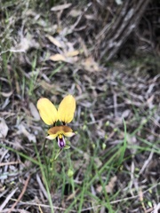 Diuris corymbosa
