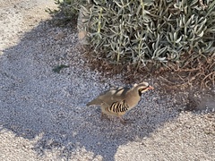 Alectoris chukar