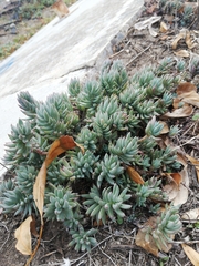 Petrosedum