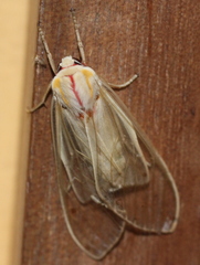 Amastus rubridorsata