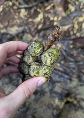 Ficus fistulosa
