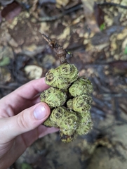Ficus fistulosa