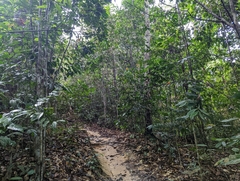 Ficus fistulosa