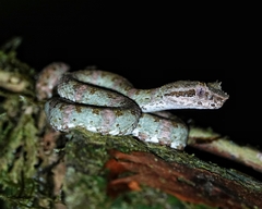 Bothriechis schlegelii