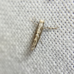 Epicephala trigonophora