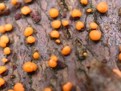 Nectria cinnabarina