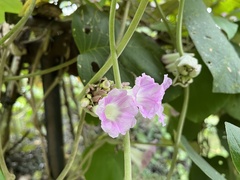 Argyreia wallichii