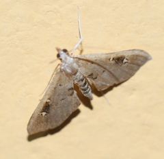 Psaliodes