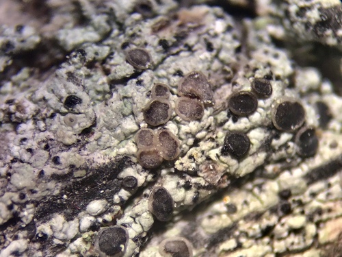 Representative image of Cliostomum griffithii