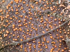 Nectria cinnabarina