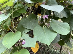 Argyreia wallichii