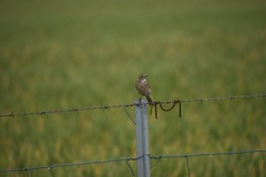 Anthus australis