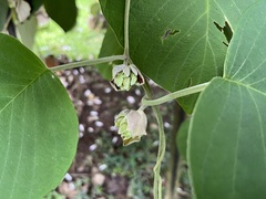 Argyreia wallichii