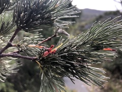 Adenanthos sericeus