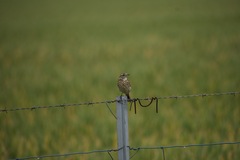 Anthus australis
