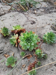 Sempervivum