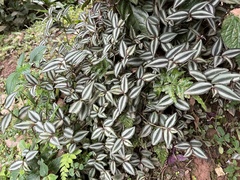 Tradescantia zebrina