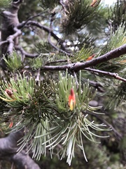 Adenanthos sericeus